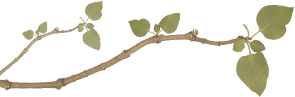 branch-image