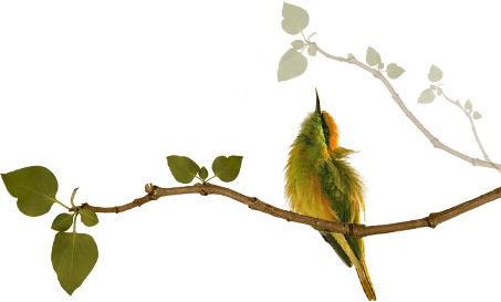 branch-right